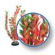 Plant 9i Red Ludwigia