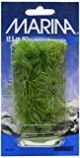 PLANT-HORNWORT 5i