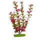 PLANT-RED LUDWIGIA 5i