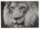 Puzzle Lion Black/White 500pc